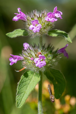 Macro shot of a wild basil (clinopodium vulgare) plant in bloom