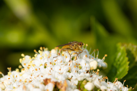 Macro shot of a yellow dung fly (scathophaga stercoria) on a viburnum flower