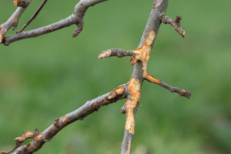 Close up of a branch on an apple tree that has been chewed by a rabbit