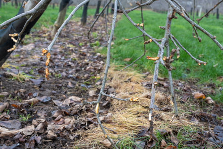 Close up of a branch on an apple tree that has been chewed by a rabbitの写真素材