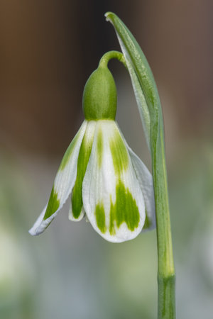 Macro shot of a galanthus Phil Cornish snowdrop in bloomの写真素材