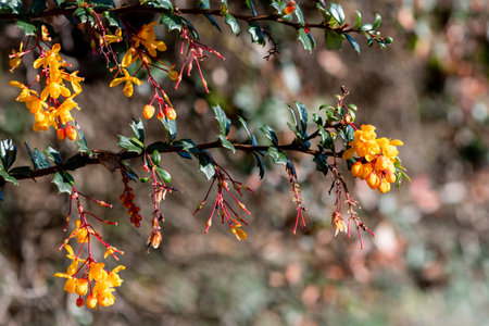 Close up of Darwins barberry (berberis darwinii) flowers in bloomの写真素材