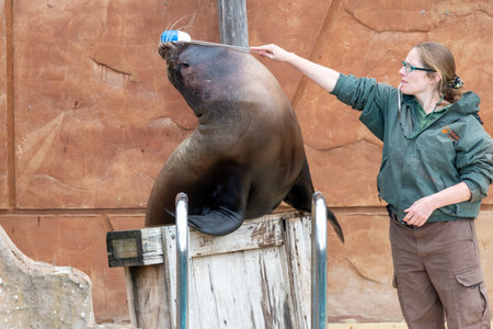 Bewdley.Worcestershire.United Kingdom.May 31st 2022.A California sea lion (zalophus californianus) is performing in a sea lion show at West Midland Safari Zooのeditorial素材