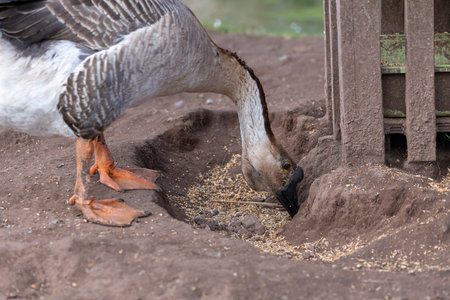 Portrait of a Chinese goose (anser cygnoides domesticus) eating corn off the groundの写真素材
