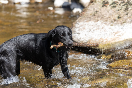 Portrait of a black Labrador standing in a river with a stick in its mourthの写真素材