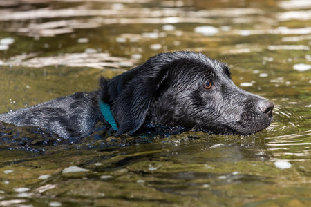 Close up of a black Labrador swimming in the waterの写真素材
