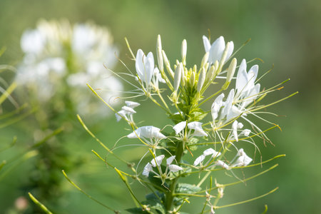 Close up of white spider flowers (cleome hassleriana) in bloomの写真素材