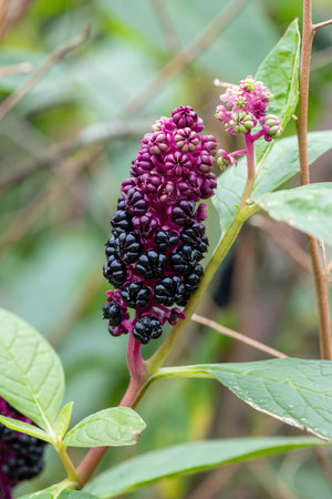 Close up of Indian pokeweed (phytolacca acinosa) flowers in bloomの写真素材