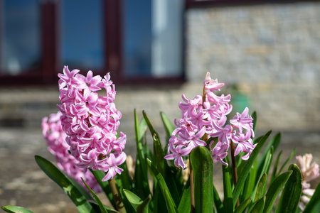 Close up of a pink hyacinth (hyacinthus orientalis) flower in bloomの写真素材