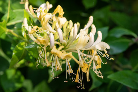 Close up of a common honeysuckle (lonicera periclymenum) flower in bloomの写真素材