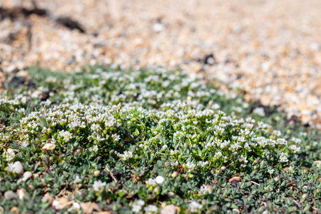 Close up of scurvygrass (cochlearia officinalis) flowers in bloom