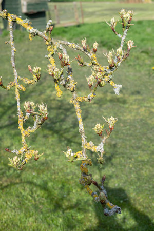 Close up of fruit buds at the green cluster growth stage on a conference pear tree