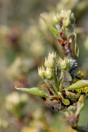 Close up of fruit buds at the green cluster growth stage on a conference pear treeの写真素材