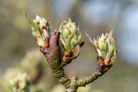 Close up of fruit buds at the green cluster growth stage on a conference pear treeの写真素材