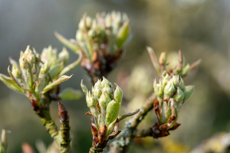 Close up of fruit buds at the green cluster growth stage on a conference pear treeの写真素材