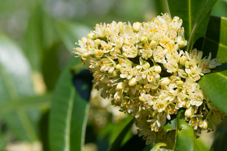 Close up of skimmia japonica Kew Green flowers in bloomの写真素材