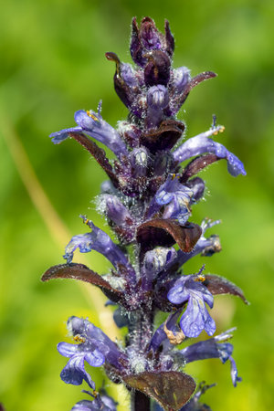 Close up of a bugle (ajuga reptans) flower in bloomの写真素材