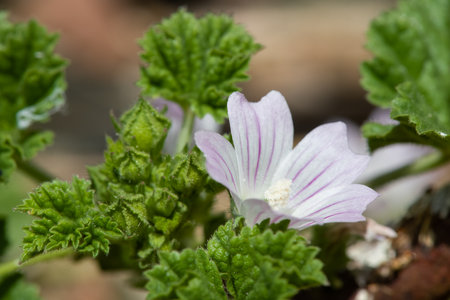 Close up of a common mallow (malva neglecta) flower in bloomの写真素材