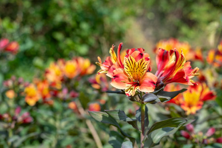 Close up of Peruvian lilies (alstroemeria) in bloomの写真素材