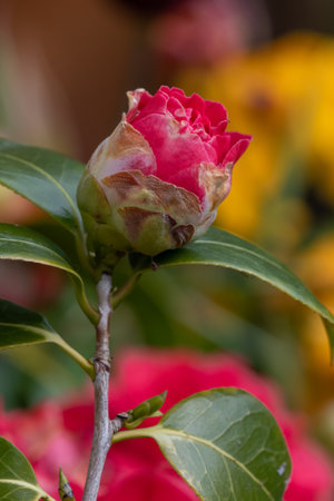 Close up of a common camellia (camellia japonica) flower in bloomの写真素材