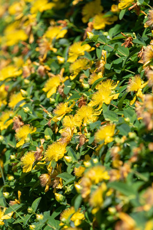 Close up of Rose of Sharon (hypericum calycinum) flowers in bloomの写真素材