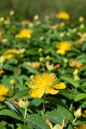 Close up of Rose of Sharon (hypericum calycinum) flowers in bloomの素材 [FY310208180763]