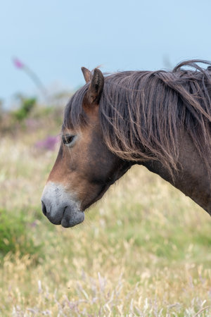 Head shot of an Exmoor pony at the top of Countisbury Hill in Exmoor National Parkの写真素材