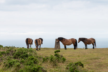 Exmoor ponies at the top of Countisbury Hill in Exmoor National Parkの写真素材