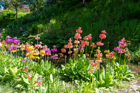 Close up of candelabra primrose (primula bulleyana) flowers in bloomの写真素材