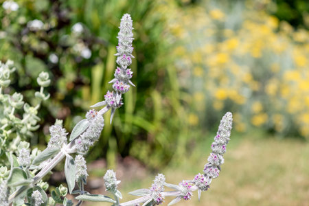 Close up of woolly hedgenettle (stachys byzantina) flowers in bloomの写真素材