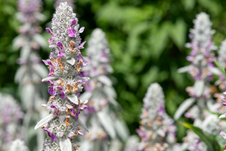 Close up of woolly hedgenettle (stachys byzantina) flowers in bloomの写真素材