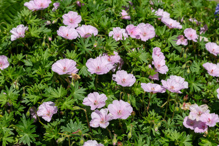 Close up of pink bloody geraniums (geranium sanguineum) flowers in bloom