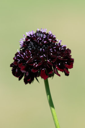 Close up of a black knight pincushion flower (scabiosa atropurpurea) in bloomの写真素材