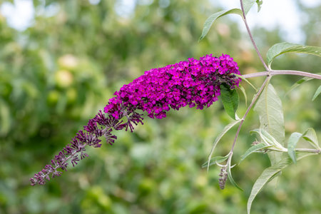 Close up of pink flowers on a butterfly bush (buddleja davidii) shrub