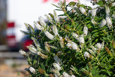 Close up of white hebe flowers in bloom