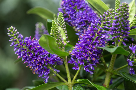 Close up of purple hebe flowers in bloom