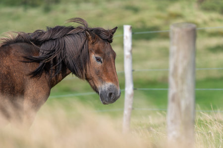 Head shot of an Exmoor pony at the top of Countisbury Hill in Exmoor National Parkの写真素材