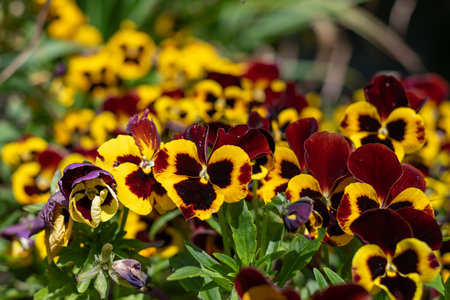 Garden pansies (viola x wittrockiana) in bloomの写真素材