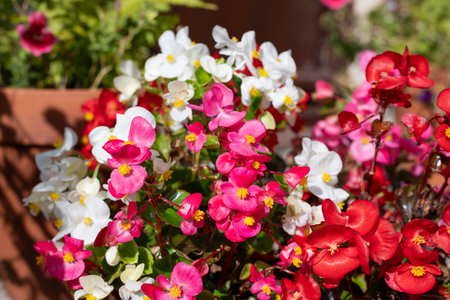 Close up of begonia flowers in bloomの写真素材