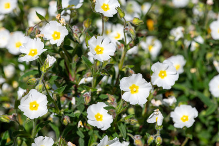 Close up of Gallipoli rose (cistus salviifolius) flowers in bloomの写真素材