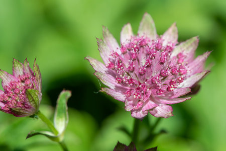 Close up of a pink astrantia flower in bloomの写真素材