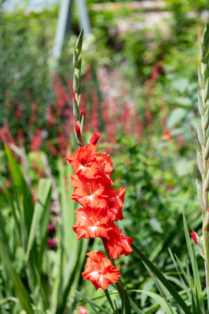 Close up of red gladiolus flowers in bloomの写真素材