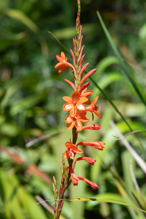 Close up of orange bugle lily (Watsonia) flowers in bloomの写真素材