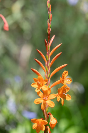 Close up of orange bugle lily (Watsonia) flowers in bloomの写真素材