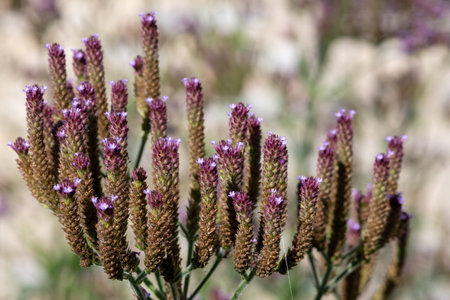 Close up of purpletop vervain (verbena bonariensis) in bloom.の写真素材