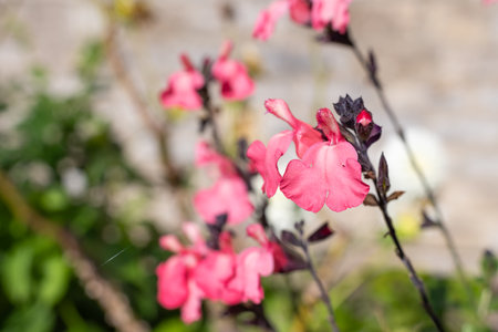 Macro shot of pink salvia flowers in bloomの写真素材