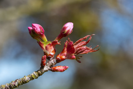 Close up of pink cherry blossom emerging into bloom