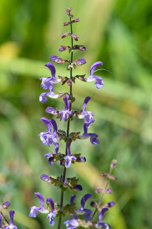Close up of salvia cyanescens flowers in bloomの写真素材