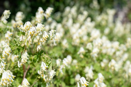Close up of pale corydalis (pseudofumaria alba) flowers in bloom