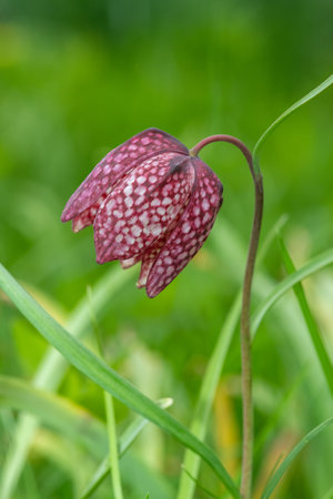 Close up of a purple snakes head fritillary (fritillaria meleagris) flower in bloomの写真素材
